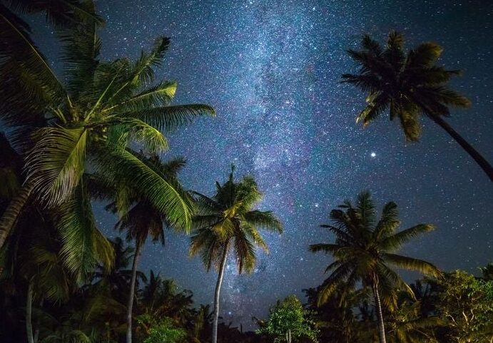 explora la oscuridad de la naturaleza con nocturno animal una aventura misteriosa