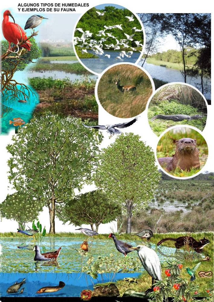 Explora los encantadores lagos: clima, flora y fauna 2 explora los encantadores lagos clima flora y fauna