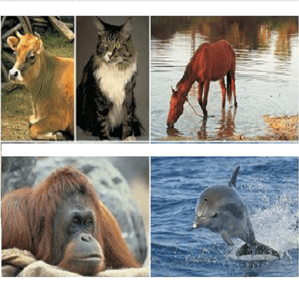 Explora mamíferos vivíparos: características, curiosidades y más 2 explora mamiferos viviparos caracteristicas curiosidades y mas