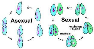 Explora: tipos de reproducción asexual y sexual y su importancia 2 explora tipos de reproduccion asexual y sexual y su importancia