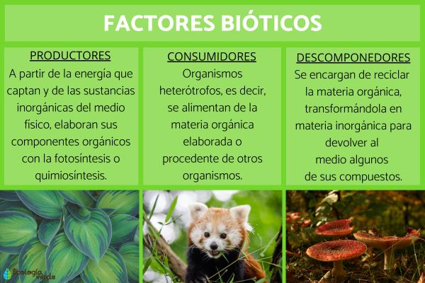 Biotico: Definición, concepto y su importancia ecológica 2 factores bioticos clasificacion y ejemplos en ecosistemas