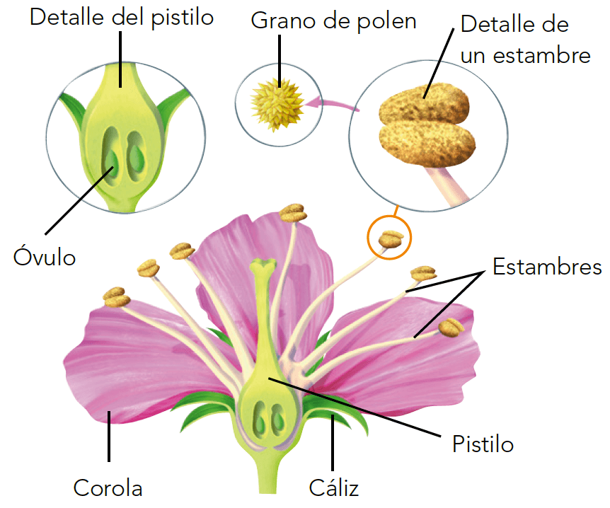 fascinante reproduccion de las flores procesos etapas y curiosidades