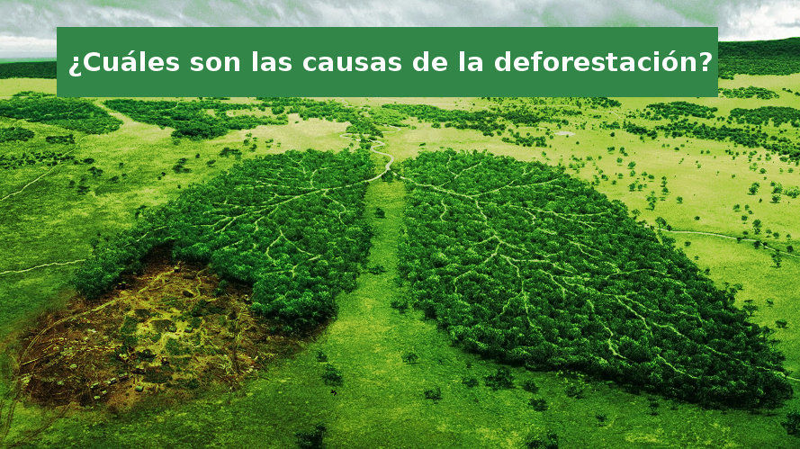 forestacion que es definicion y concepto en detalle 1