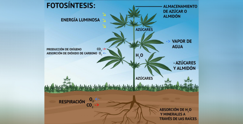 Fotosíntesis: Concepto, fases, características y ecuación 2 fotosintesis concepto fases caracteristicas y ecuacion