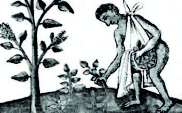frailes definicion y concepto en la botanica esencial