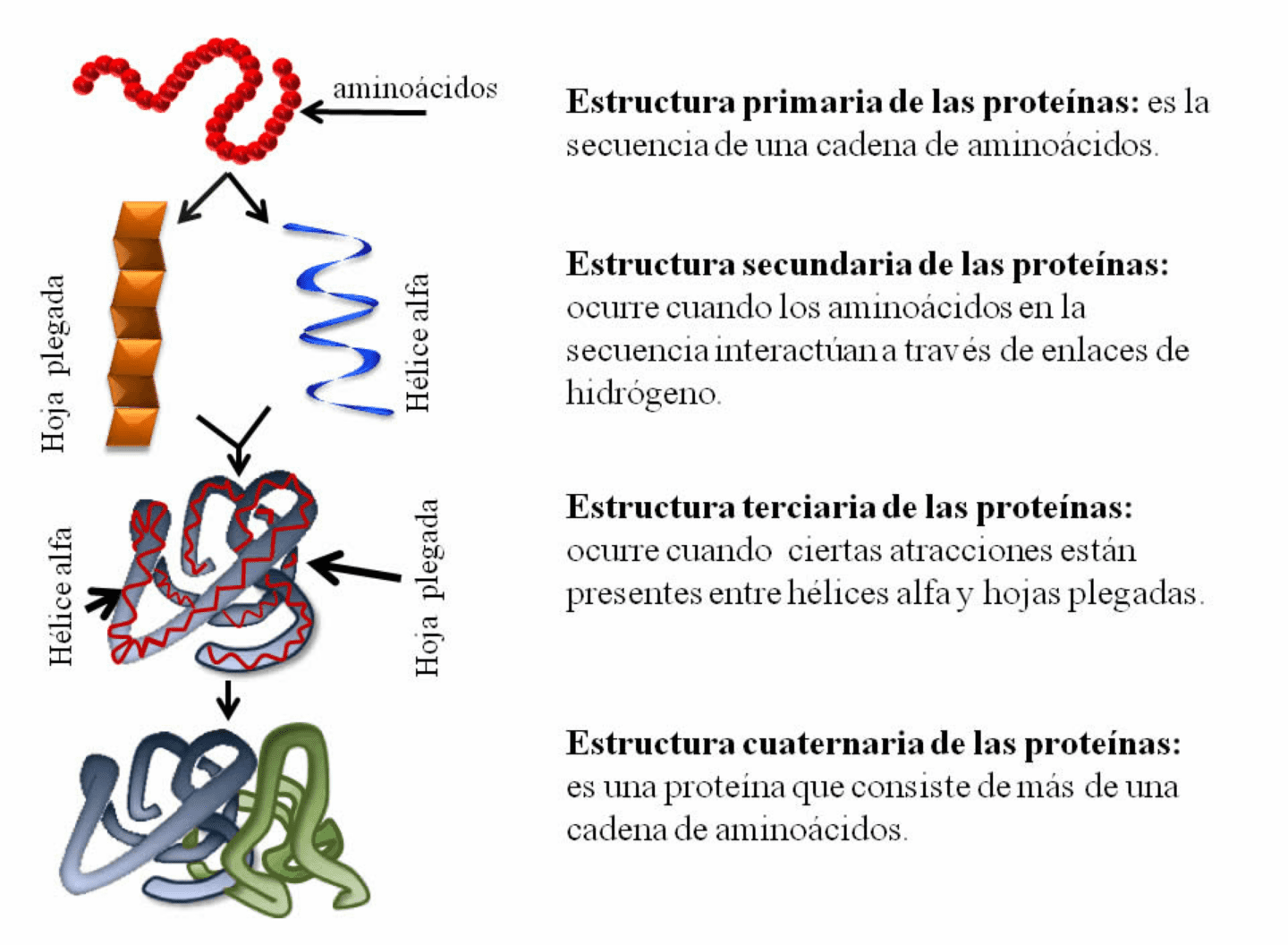 fundamentos esenciales de los monomeros de proteinas estructura y funcion