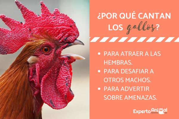 gallo cantando por que cantan los gallos de noche
