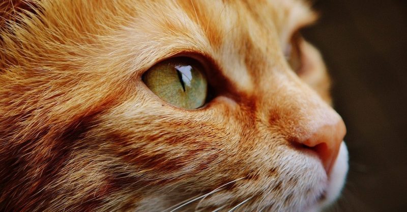 Gato: ciclo de vida, razas, características y alimentación 2 gato ciclo de vida razas caracteristicas y alimentacion