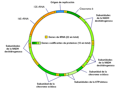 genotipos concepto importancia ejemplos y genoma humano