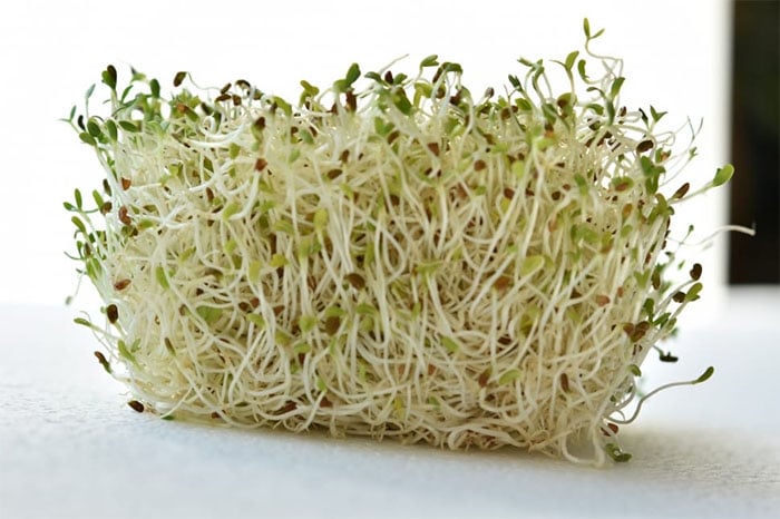 germinado de un frijol proceso beneficios y cultivo 1