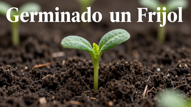 Brote verde de frijol emerge de tierra oscura