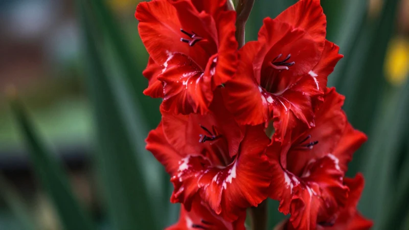 Gladiolo: Definición, concepto y características esenciales 5 Gladiolos rojos vibrantes para jardines y floricultura