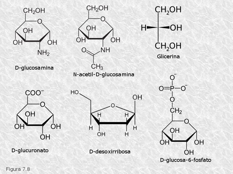 glucidos definicion importancia y clasificacion esencial