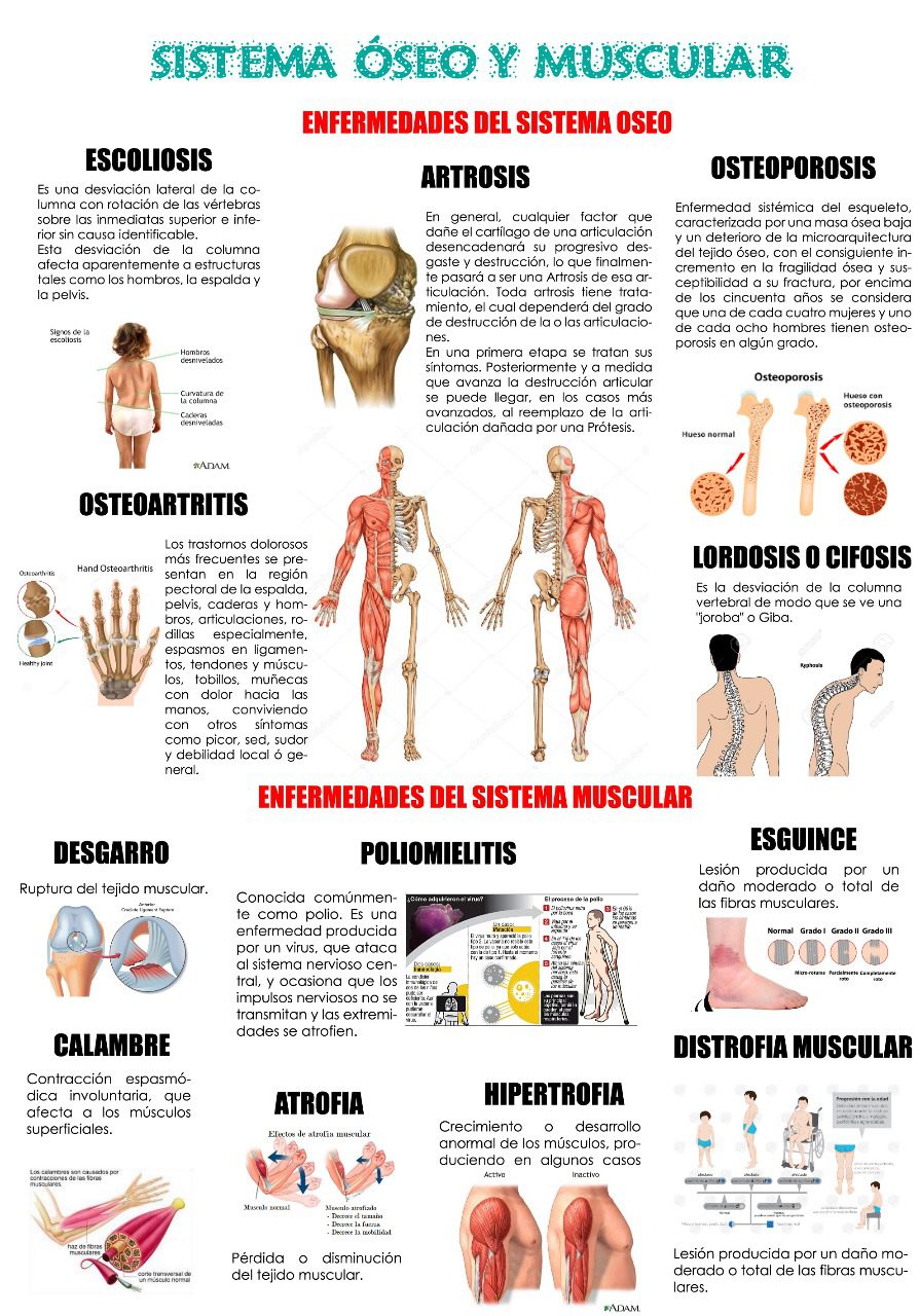 guia completa del sistema muscular y oseo funciones y cuidados