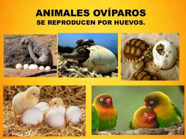 Guía esencial: Animales ovíparos y vivíparos. Conoce y aprende más 2 guia esencial animales oviparos y viviparos conoce y aprende mas