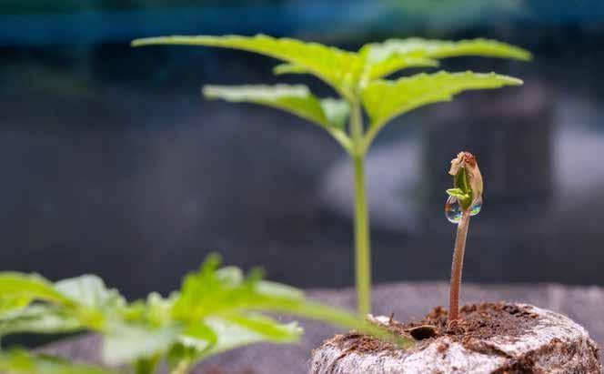 Hechizados por la vida: el increíble vínculo entre plantas y seres vivos 2 hechizados por la vida el increible vinculo entre plantas y seres vivos