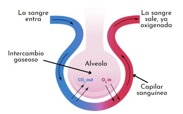 hematosis que es caracteristicas y su definicion clara