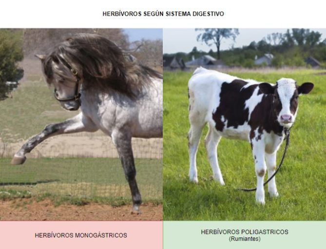 herbivoro definicion y concepto clave en ecologia 3