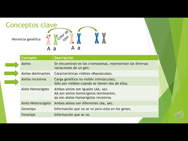 heterocigotos definicion caracteristicas y conceptos clave 3