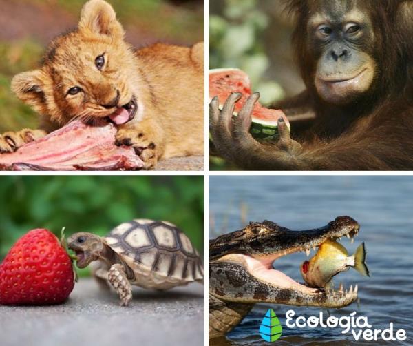 Heterotrofo: Conoce qué es y cómo funciona en el ecosistema 2 heterotrofo conoce que es y como funciona en el ecosistema
