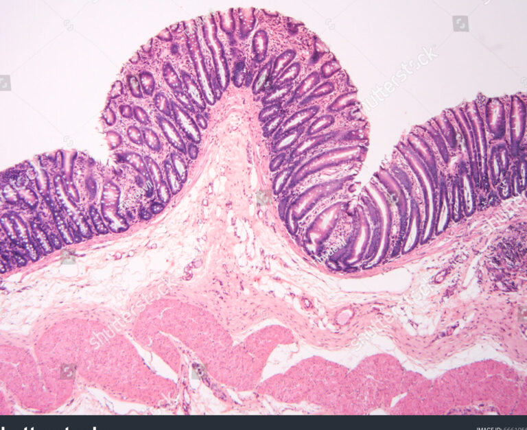 Histología: concepto, definición y tipos explicados 2 histologia concepto definicion y tipos