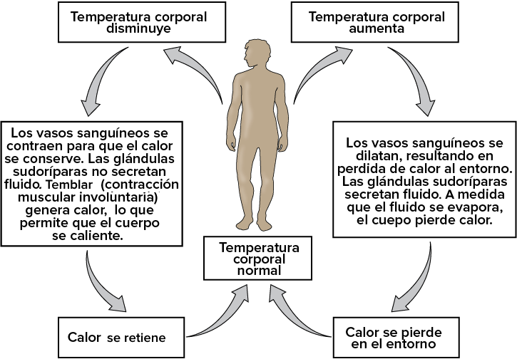 Homeostasis: Definición y Concepto Esencial Explicado 2 homeostasis concepto tipos ejemplos e importancia