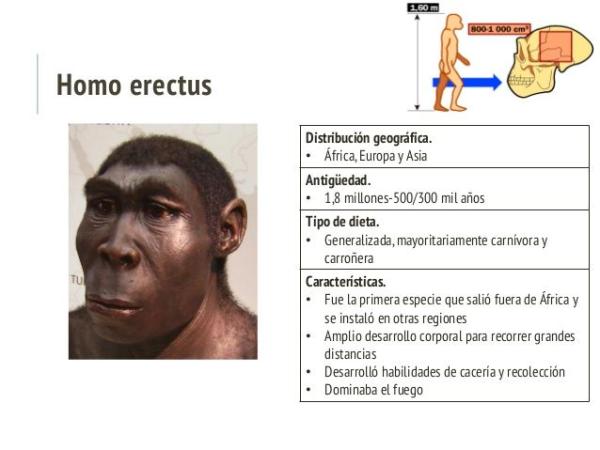 homo erectus historia subespecies y caracteristicas claves 1