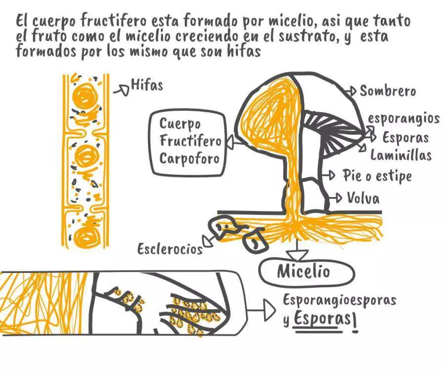 hongos concepto tipos caracteristicas y ejemplos clave
