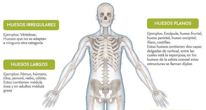 Huesos: Concepto, tipos, función, estructura y cuerpo humano 2 huesos concepto tipos funcion estructura y cuerpo humano