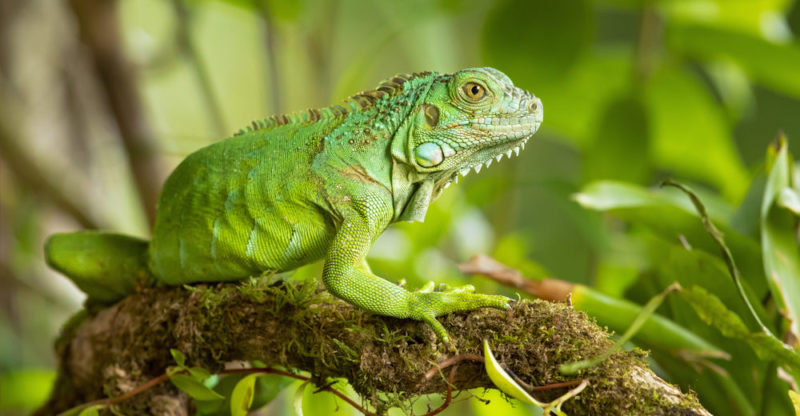 iguanas tipos alimentacion y caracteristicas esenciales 1