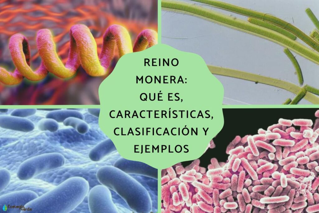 imagenes del reino monera explorando su diversidad