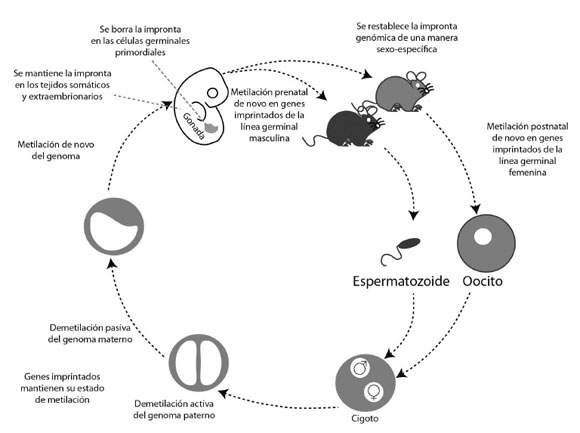 impronta definicion concepto y su importancia