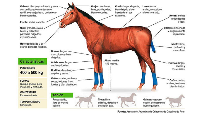 informacion y caracteristicas esenciales del caballo 4