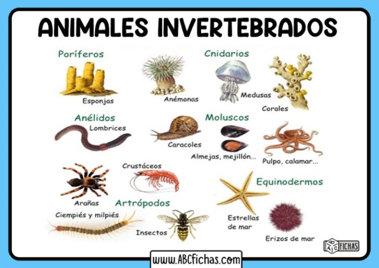invertebrados tipos y ejemplos de animales invertebrados 2