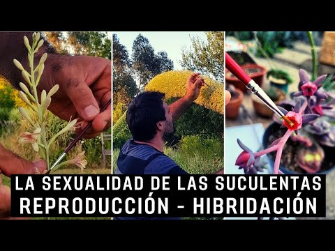 La asombrosa sexualidad de las plantas: un secreto revelado 2 la asombrosa sexualidad de las plantas un secreto revelado
