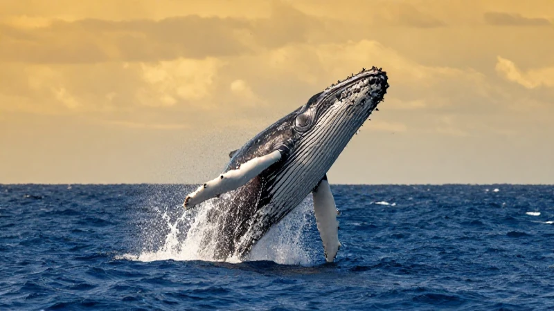 Ballena majestuosa emerge en un cielo dorado dramático