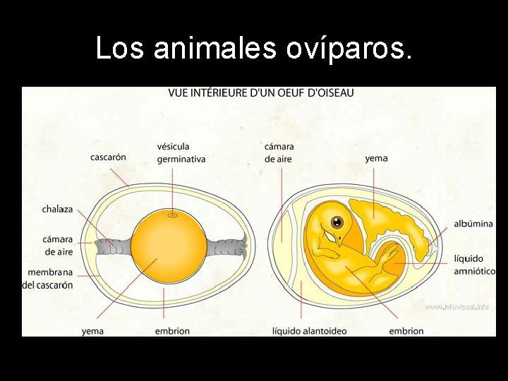 la conoce guia del desarrollo embrionario en oviparos
