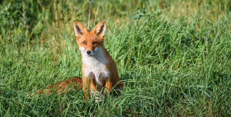 la pradera concepto tipos clima flora y fauna detallados 1