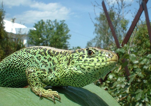 lagarto que es definicion y concepto de este reptil 1