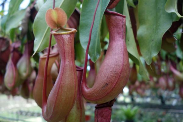las plantas que comen descubre las carnivoras y su dieta
