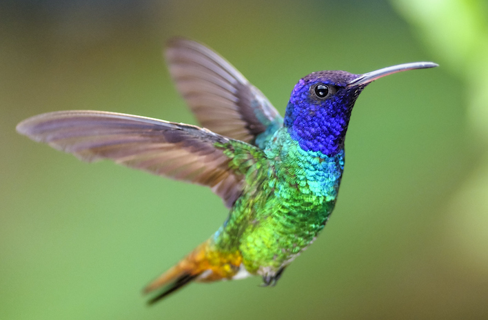 leyenda del colibri maya descubre su impresionante pdf