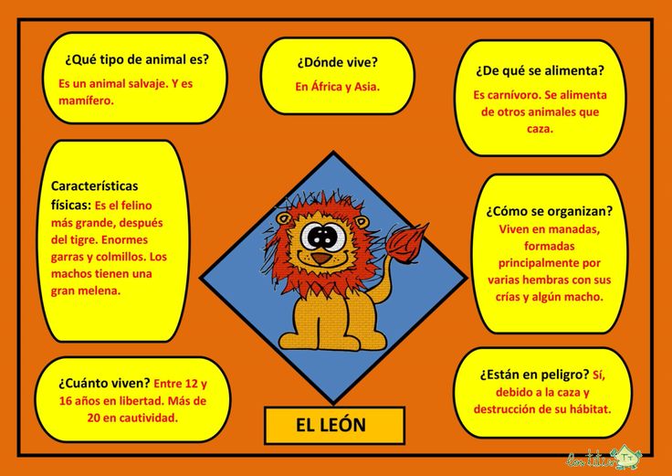 lion concepto caracteristicas habitat y alimentacion
