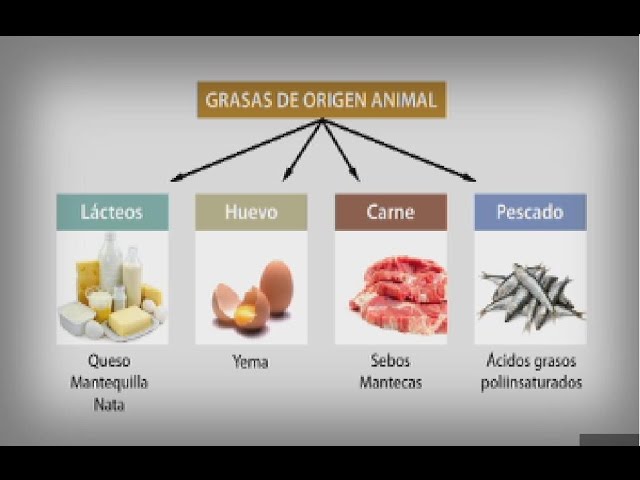 lipido concepto funcion clasificacion y ejemplos