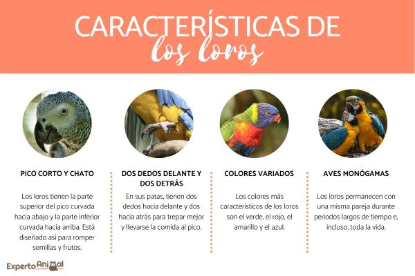 Loro: Qué es, definición y concepto en el reino animal 2 loro que es definicion y concepto en el reino animal 1