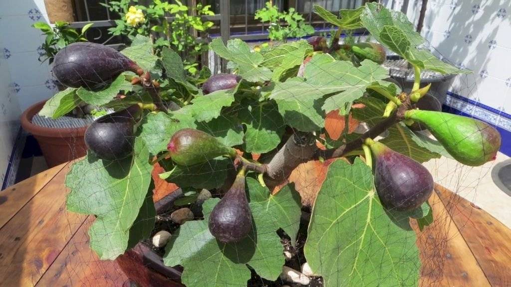 los arboles de zarzamora son seres vivos que producen frutas 2