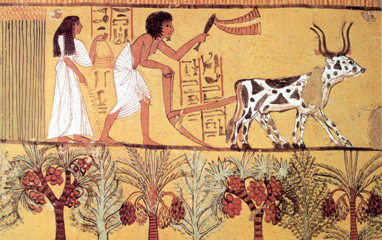 los cultivos historicos de los egipcios conoce que cultivaban