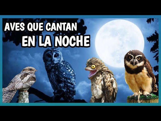 Los Pajaritos Cantan: La Luna se Levanta con Magia 2 los pajaritos cantan la luna se levanta con magia 1