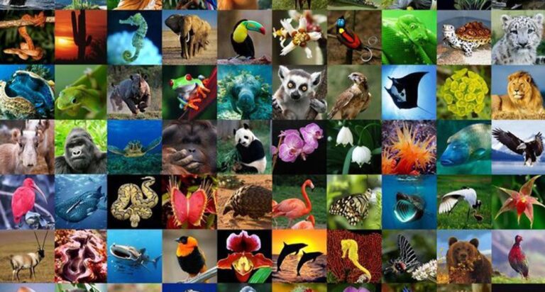 Maravillas ovíparas: la belleza y diversidad de los animales en fotos 2 maravillas oviparas la belleza y diversidad de los animales en fotos