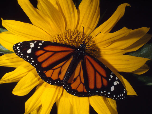 mariposa definicion caracteristicas y concepto esencial