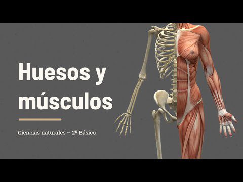 Mejora tu conocimiento anatómico: Conoce la relación entre huesos y músculos 2 mejora tu conocimiento anatomico conoce la relacion entre huesos y musculos